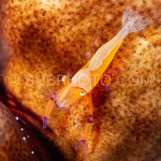 emperor shrimp