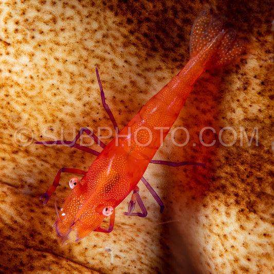 sea star shrimp
