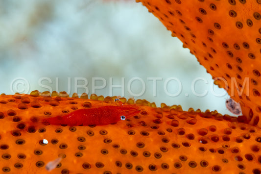 sea star shrimp