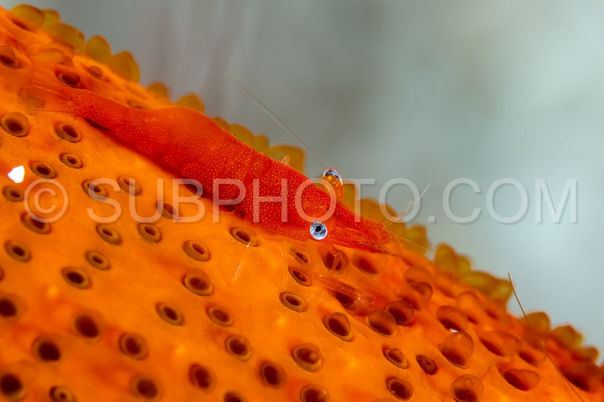 sea star shrimp