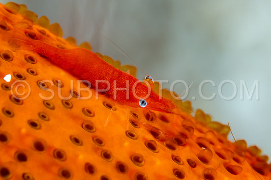 sea star shrimp