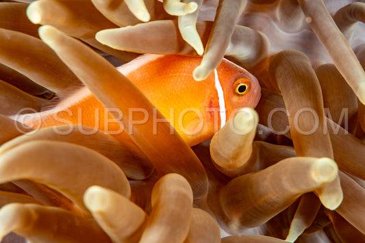 pink anemonefish