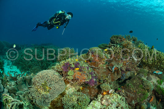 woman diver discovering the beauty of the Komodo National Park caral reef in Indonesia