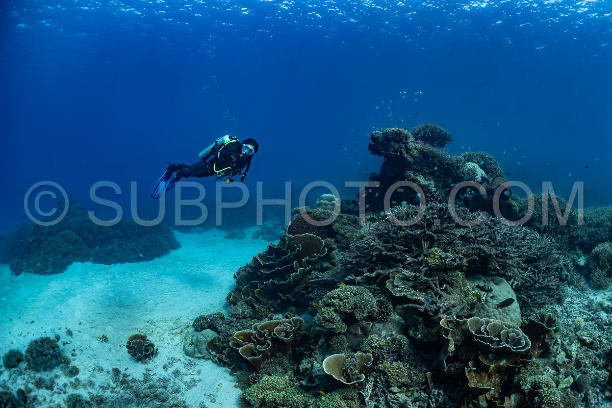 woman diver discovering the beauty of the Komodo National Park caral reef in Indonesia