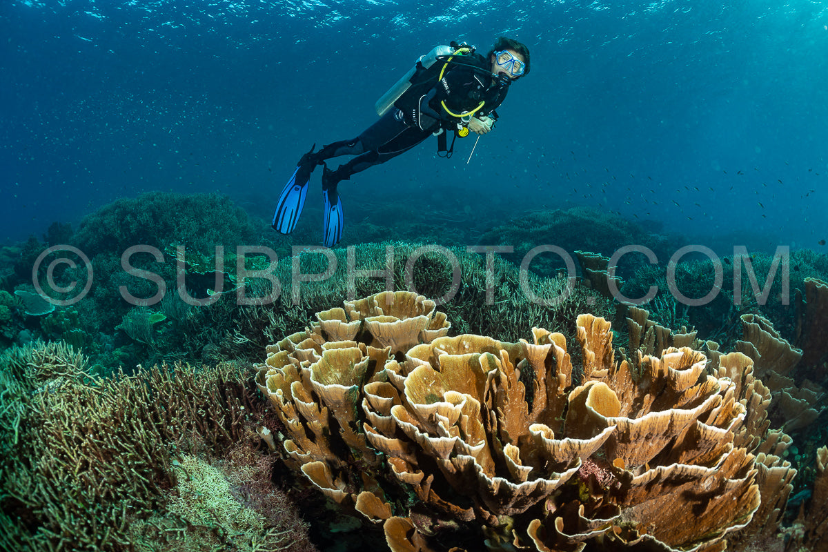 woman diver discovering the beauty of the Komodo National Park caral reef in Indonesia