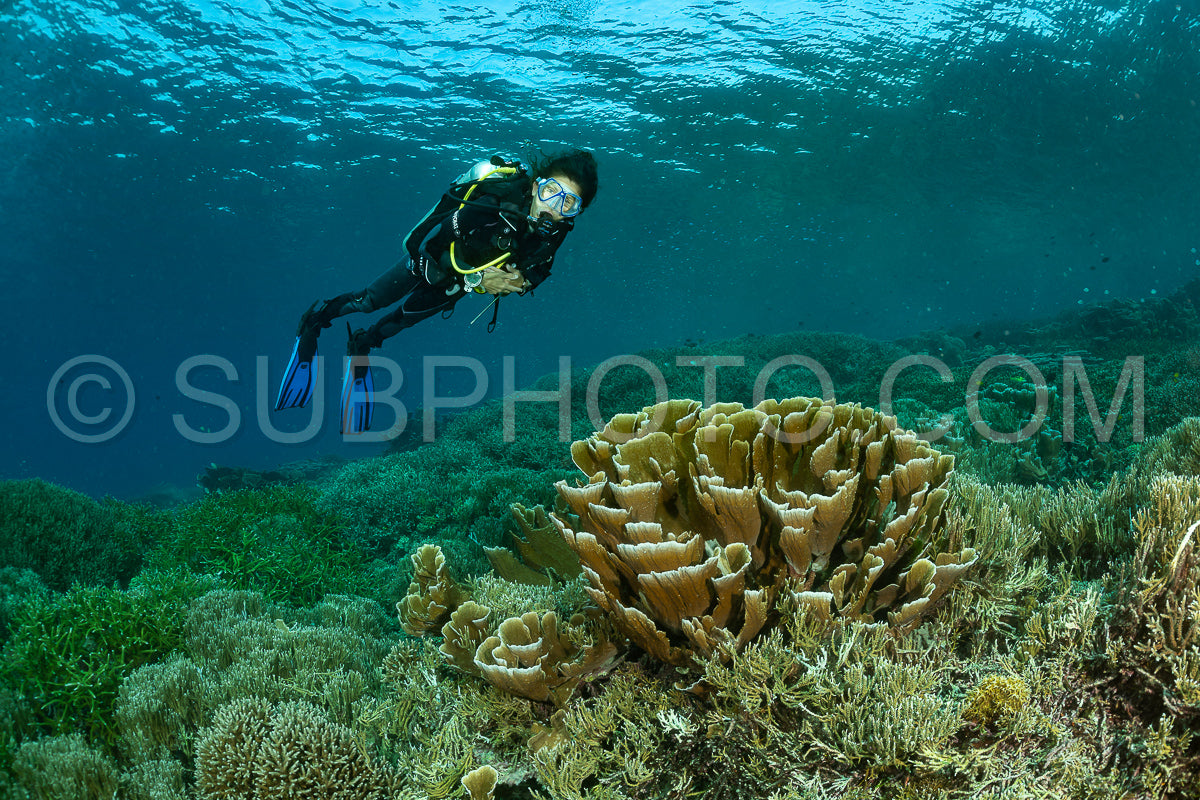 woman diver discovering the beauty of the Komodo National Park caral reef in Indonesia