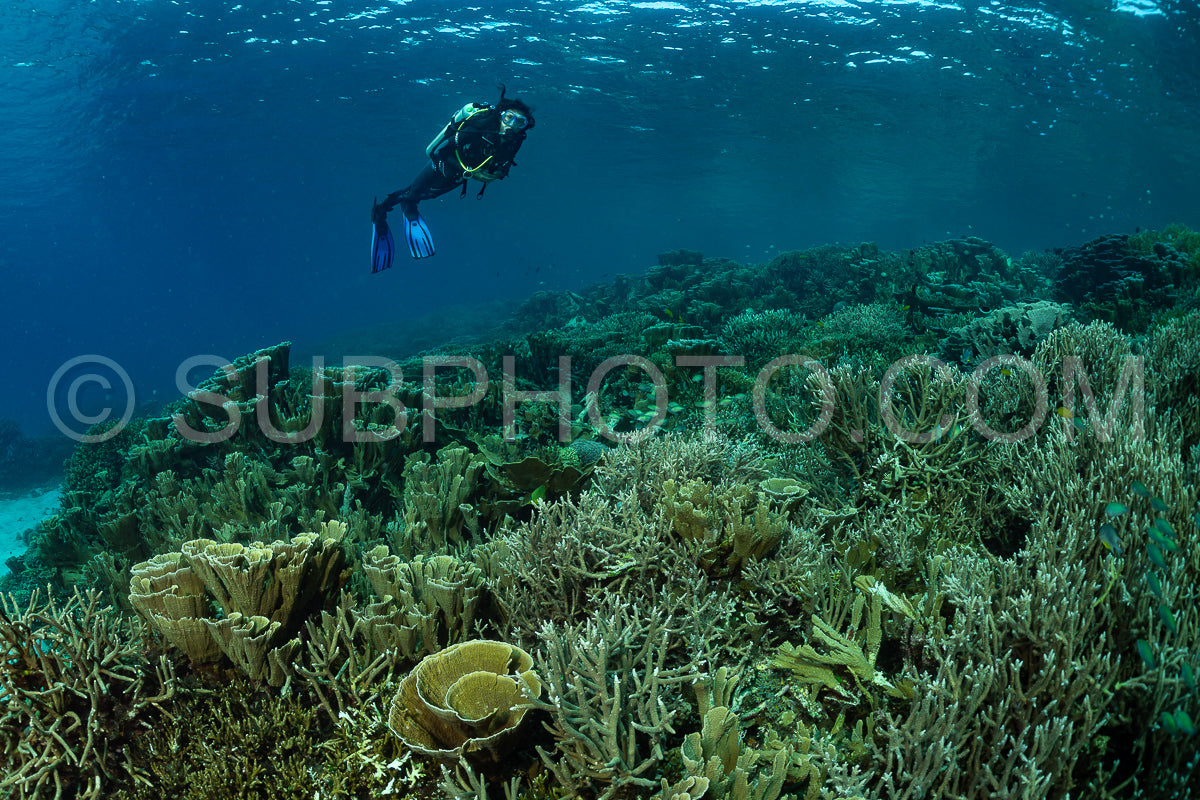 woman diver discovering the beauty of the Komodo National Park caral reef in Indonesia