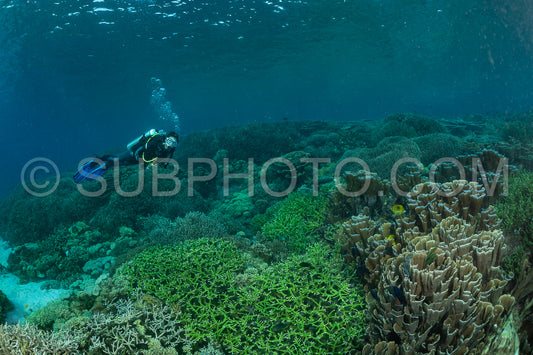 woman diver discovering the beauty of the Komodo National Park caral reef in Indonesia