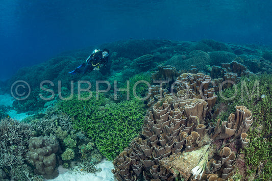 woman diver discovering the beauty of the Komodo National Park caral reef in Indonesia