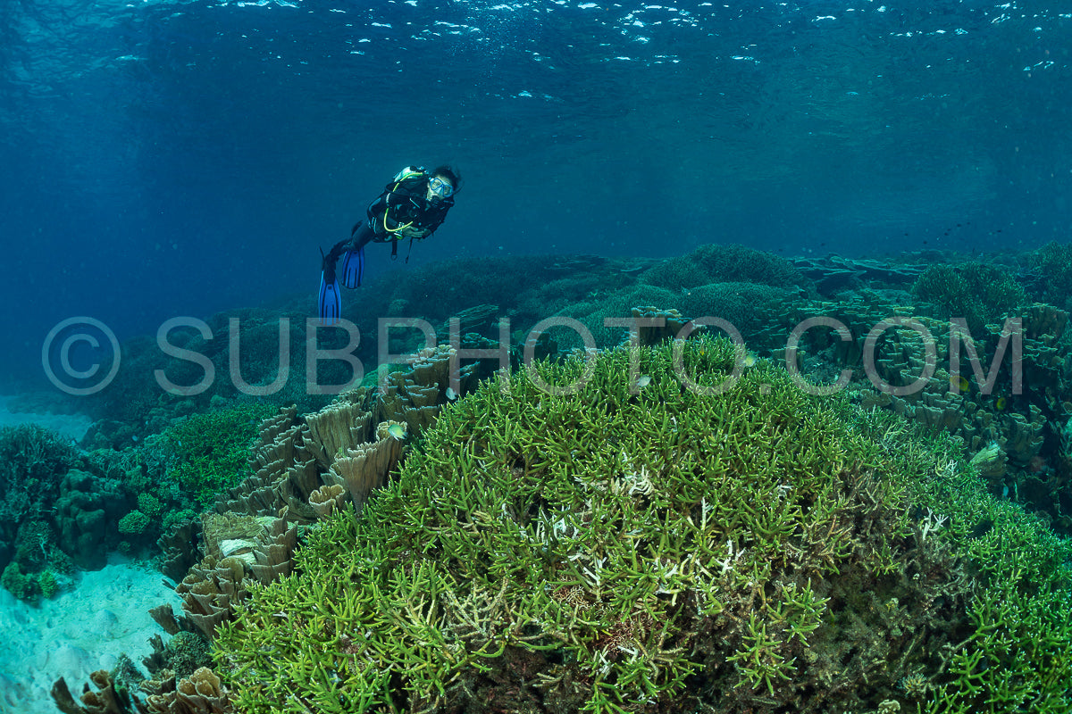 woman diver discovering the beauty of the Komodo National Park caral reef in Indonesia