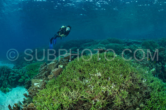 woman diver discovering the beauty of the Komodo National Park caral reef in Indonesia