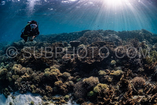 woman diver discovering the beauty of the Komodo National Park caral reef in Indonesia