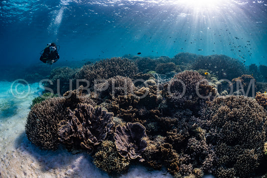 woman diver discovering the beauty of the Komodo National Park caral reef in Indonesia