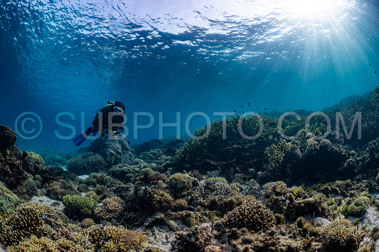 woman diver discovering the beauty of the Komodo National Park caral reef in Indonesia