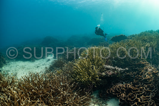 woman diver discovering the beauty of the Komodo National Park caral reef in Indonesia