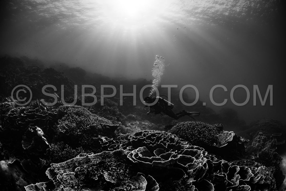 woman diver discovering the beauty of the Komodo National Park caral reef in Indonesia