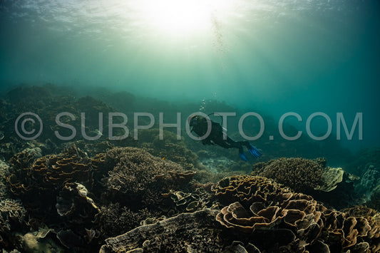 woman diver discovering the beauty of the Komodo National Park caral reef in Indonesia
