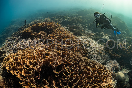 woman diver discovering the beauty of the Komodo National Park caral reef in Indonesia
