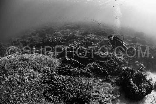 woman diver discovering the beauty of the Komodo National Park caral reef in Indonesia