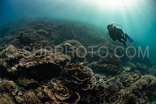 woman diver discovering the beauty of the Komodo National Park caral reef in Indonesia