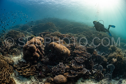 woman diver discovering the beauty of the Komodo National Park caral reef in Indonesia