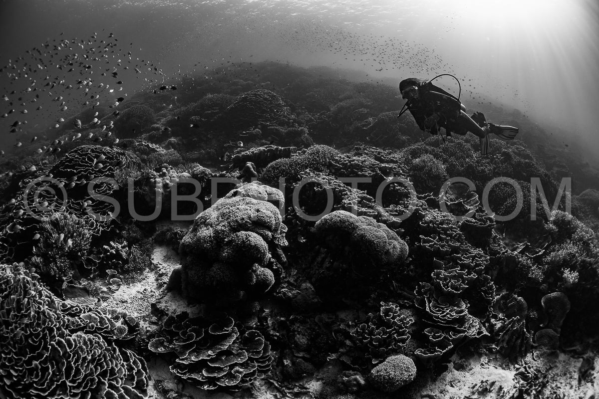woman diver discovering the beauty of the Komodo National Park caral reef in Indonesia