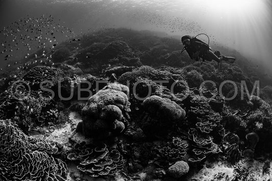 woman diver discovering the beauty of the Komodo National Park caral reef in Indonesia