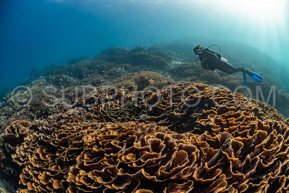woman diver discovering the beauty of the Komodo National Park caral reef in Indonesia