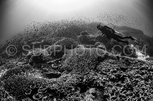 woman diver discovering the beauty of the Komodo National Park caral reef in Indonesia
