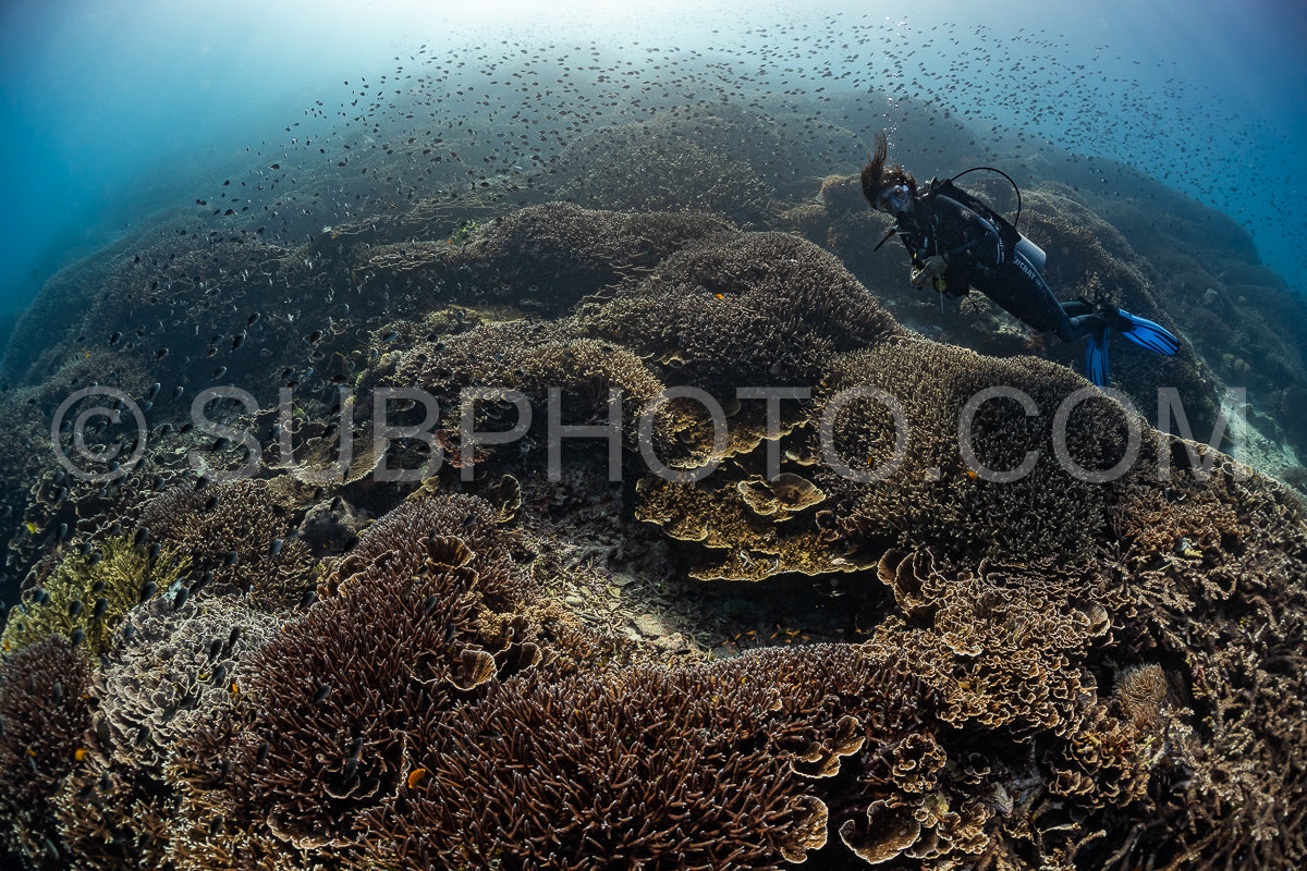 woman diver discovering the beauty of the Komodo National Park caral reef in Indonesia