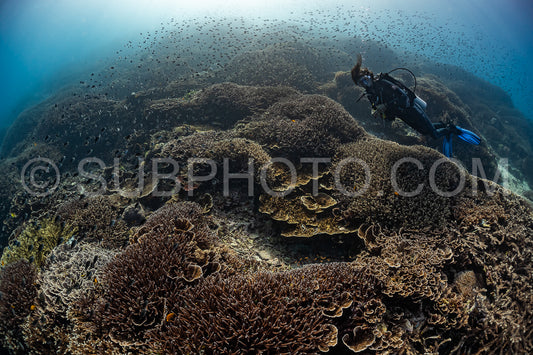 woman diver discovering the beauty of the Komodo National Park caral reef in Indonesia