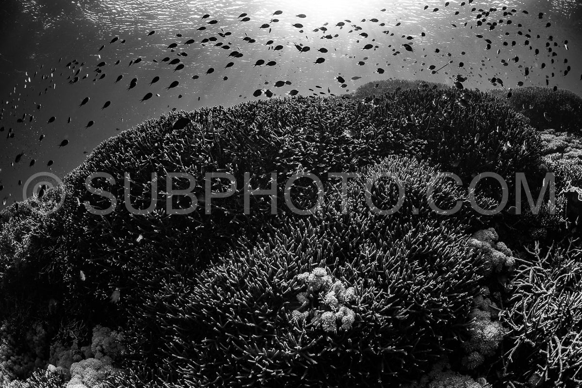 coral reef in Indonesia