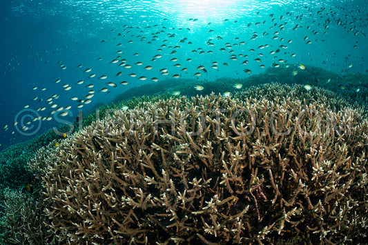 coral reef in Indonesia