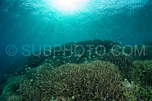 coral reef in Indonesia