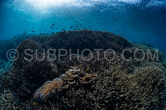 coral reef in Indonesia