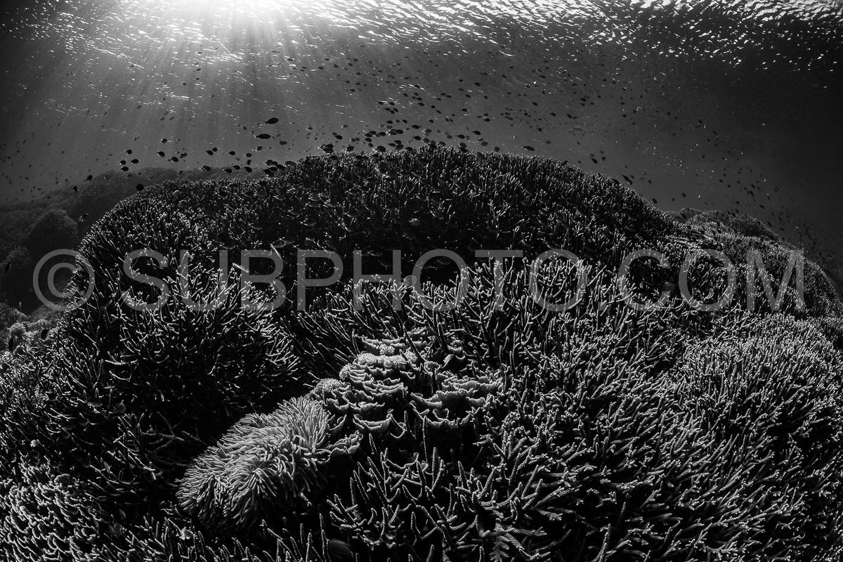 coral reef in Indonesia