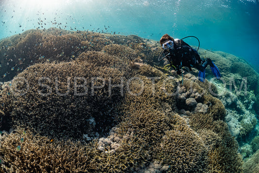 woman diver discovering the beauty of the Komodo National Park caral reef in Indonesia