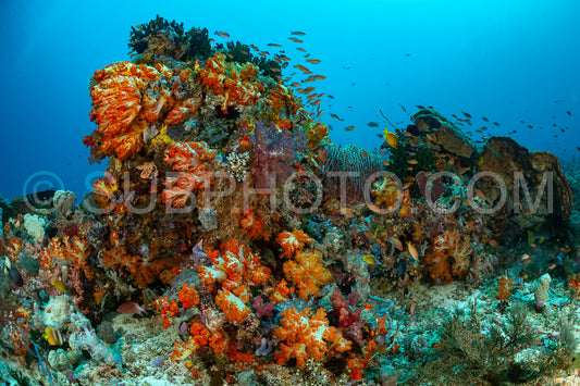 soft and hard coral reef