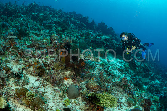 woman diver discovering the beauty of the Komodo National Park caral reef in Indonesia