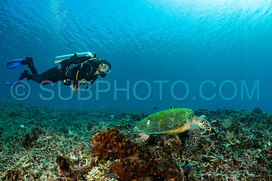 hawksbill turtle with a woman diver