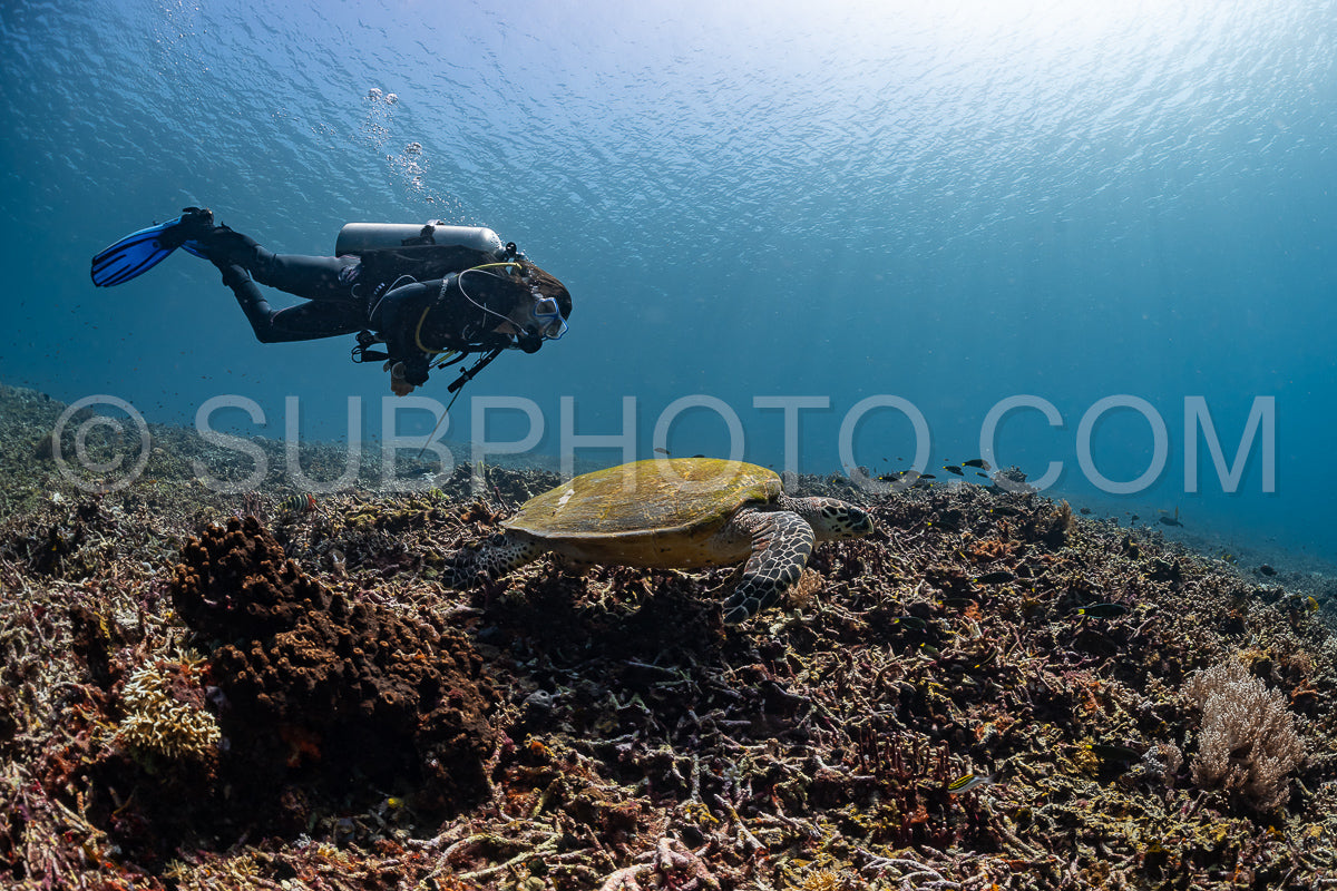 hawksbill turtle with a woman diver