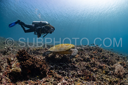 hawksbill turtle with a woman diver