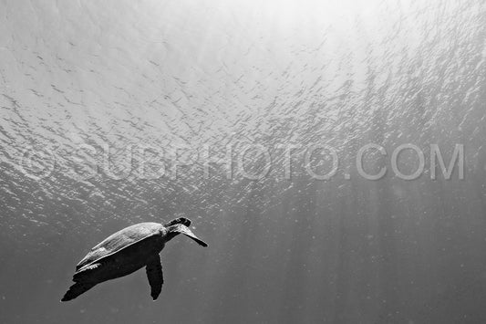 hawksbill turtle with a woman diver