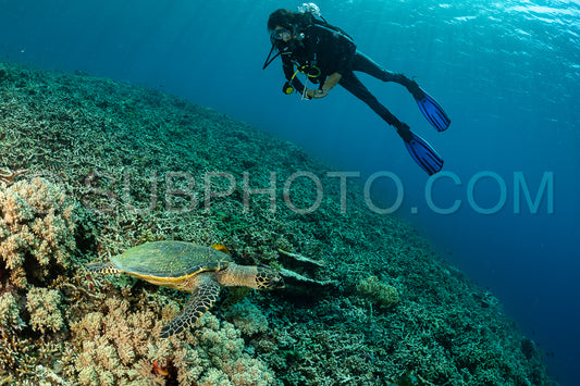hawksbill turtle with a woman diver