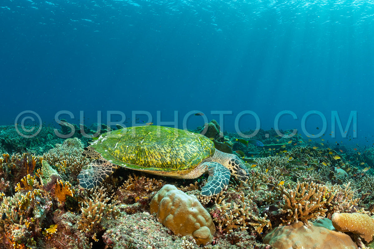 hawksbill turtle with a woman diver