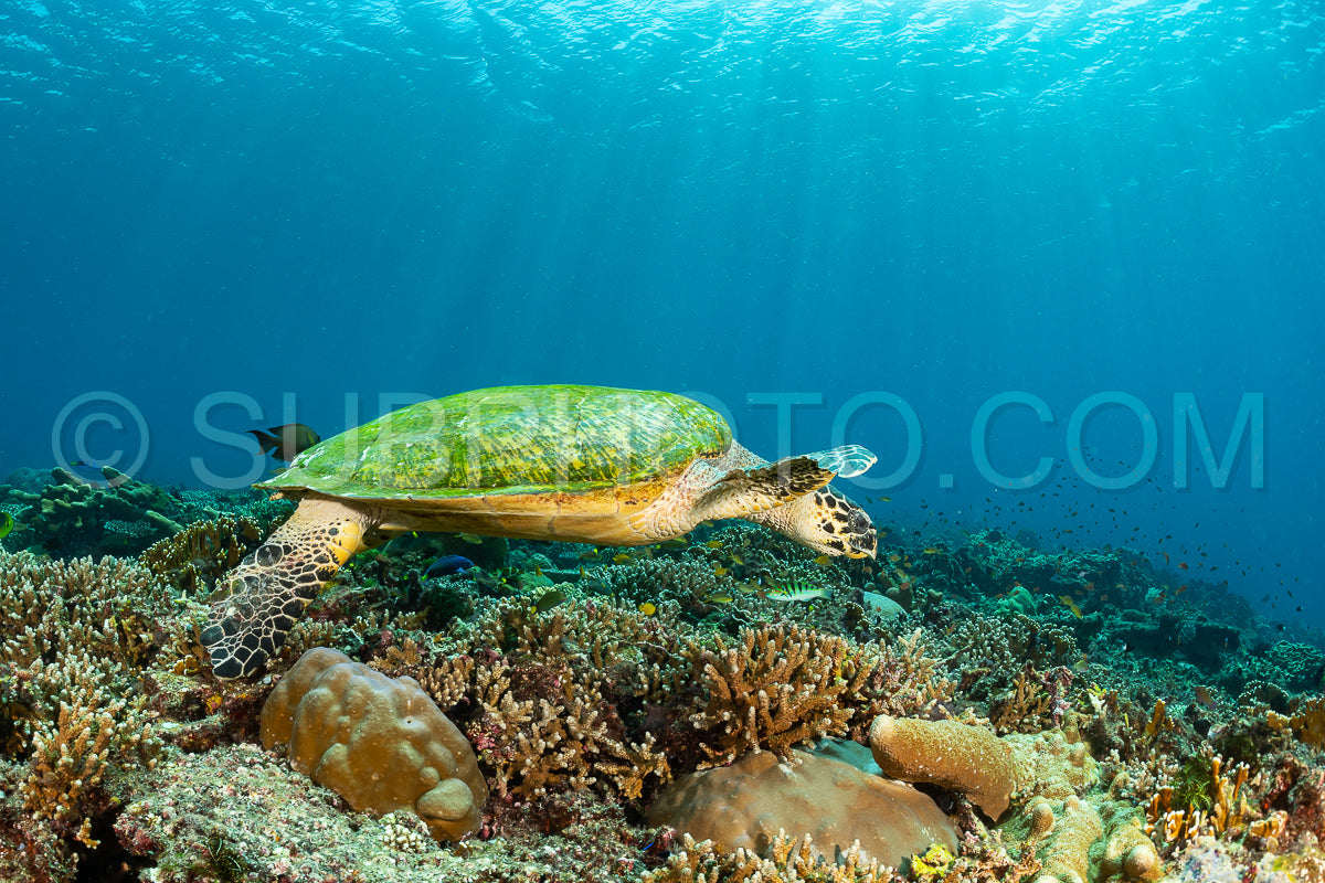 hawksbill turtle with a woman diver
