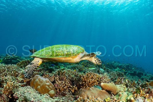 hawksbill turtle with a woman diver
