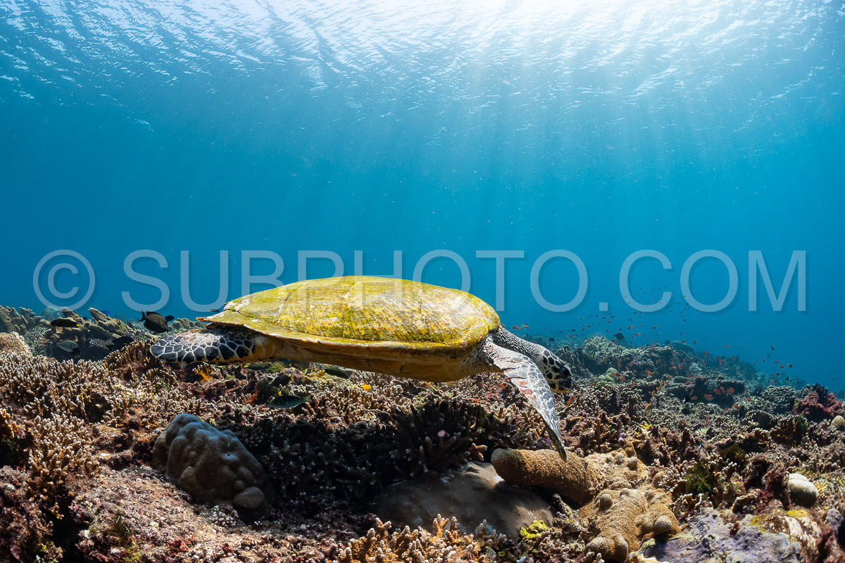 hawksbill turtle with a woman diver