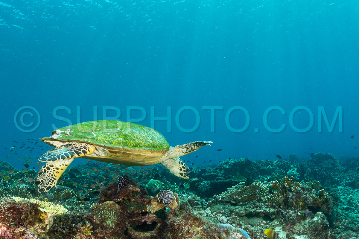 hawksbill turtle with a woman diver