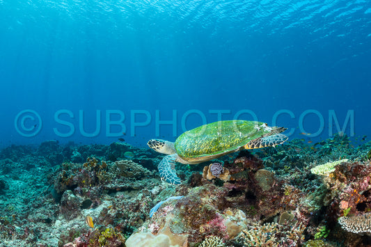 hawksbill turtle with a woman diver